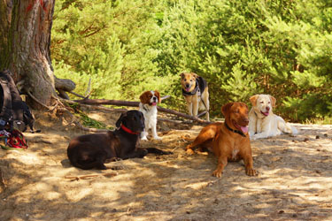 Hundebetreuung Friedrichshain 1